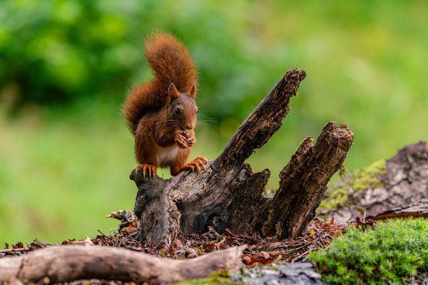 Eichhörnchen mit Haselnuss
