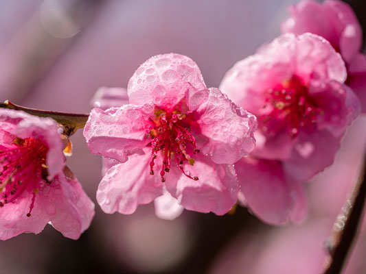 Pfirsichblüte in Neustadt