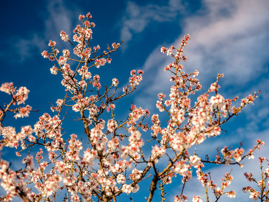 Mandelblüte in Edenkoben