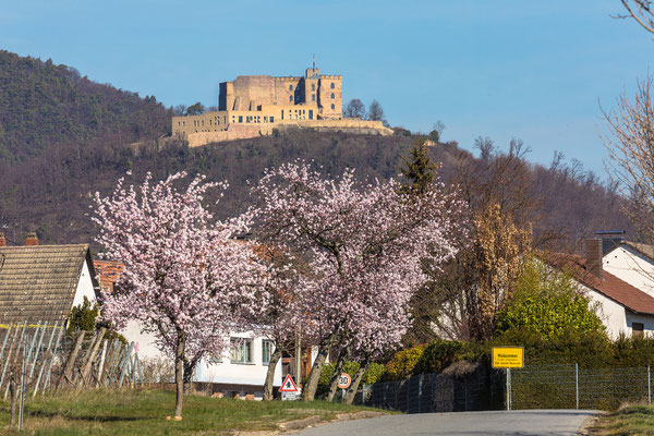 Mandelblüte bei Maikammer