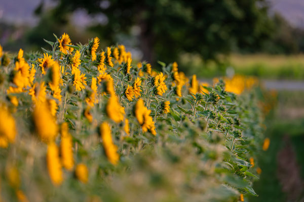 Kleines Sonnenblumenfeld bei Neustadt