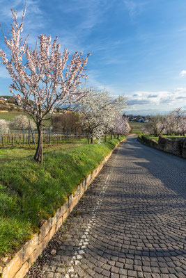 Mandelblüte in Gimmeldingen