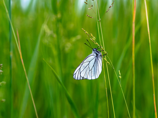 Baumweißling auf einer Wildblumenwiese bei Duttweiler