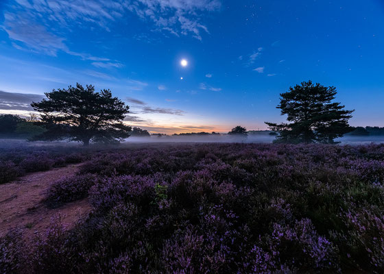 Mondnacht in der Mehlinger Heide
