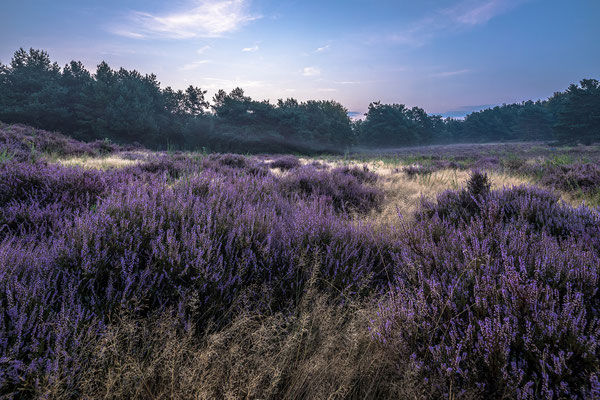 Zarter Morgendunst über der Mehlinger Heide
