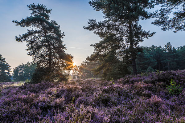 Sonnenaufgang in der Mehlinger Heide