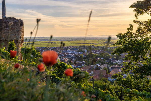 Sonnenaufgang an der Wachtenburg