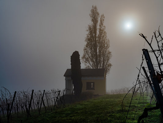 Herbstnebel bei Maikammer
