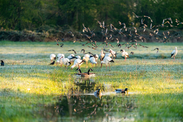 Vogelwelt in den Queichtalwiesen