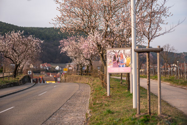 Mandelblüte in Gimmeldingen