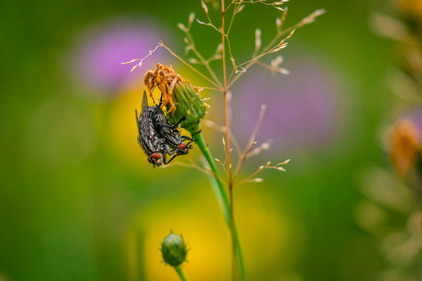 Fliegenpaarung