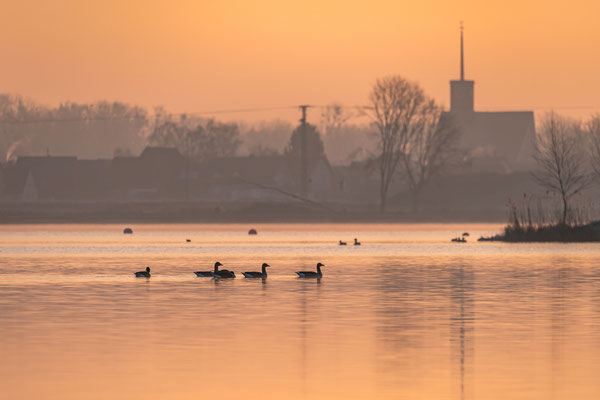Wildgänse im Morgenlicht