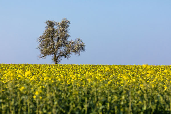 Rapsblüte in der Südpfalz