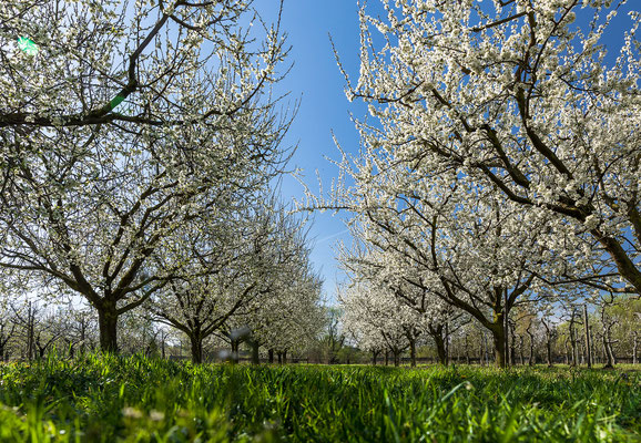 Obstblüte bei Freinsheim
