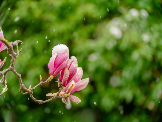 Später Wintereinbruch in Neustadt
