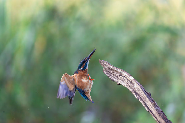 Eisvogel