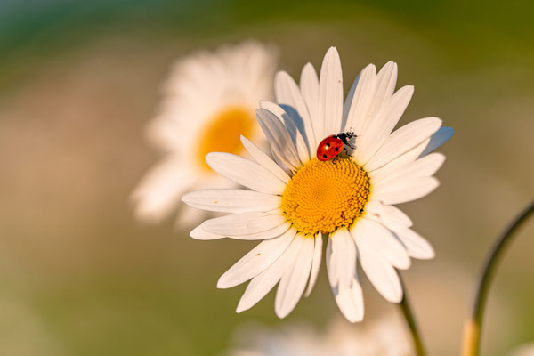 Blumenwiese bei Duttweiler