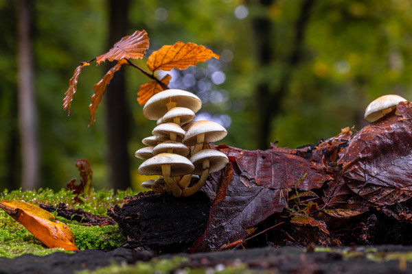 Herbststimmung in Neustadts Wäldern