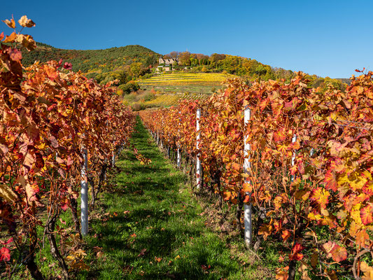 Goldener Herbst bei Sankt Martin