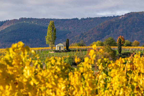 Herbstfarben um Maikammer