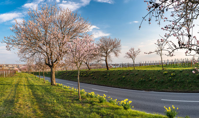 Frühling in Nussdorf