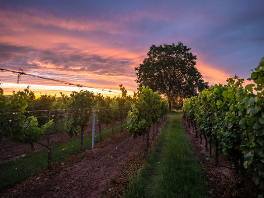 Sonnenuntergang bei Duttweiler