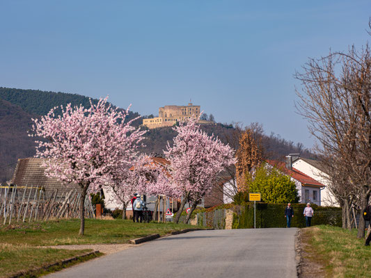 Mandelblüte bei Maikammer
