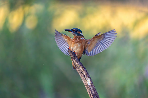 Eisvogel