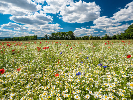 Wildblumenwiese bei Freimersheim