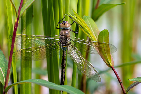 frisch geschlüpfte Libelle
