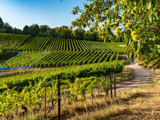Goldener Herbst bei Birkweiler