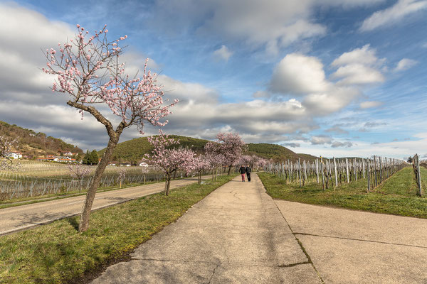 Mandelblüte in Gimmeldingen