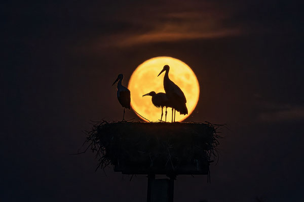 Störche im Licht des Vollmondes