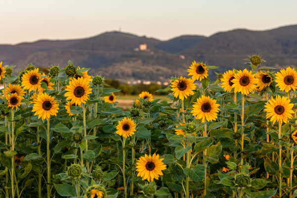 Kleines Sonnenblumenfeld bei Neustadt