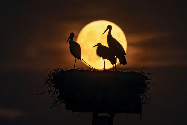 Störche im Licht des Vollmondes