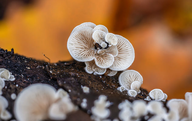 Kleine Waldpilze im Gimmeldinger Tal