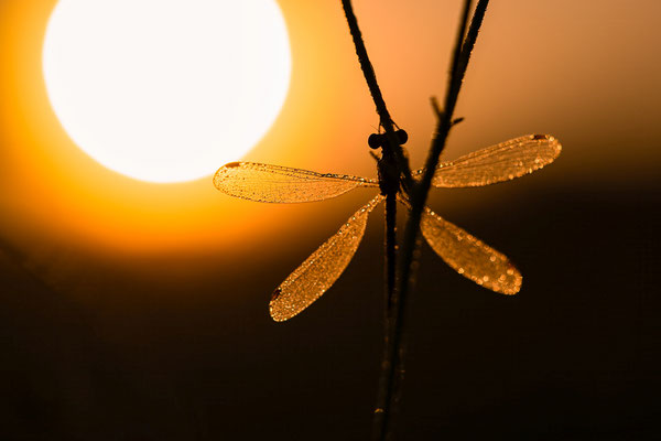 Libelle im Morgentau
