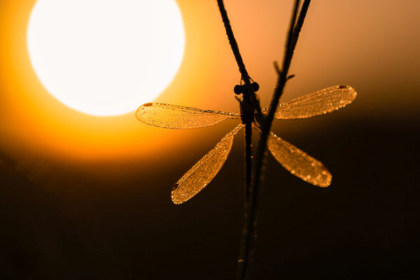 Libelle im Morgentau