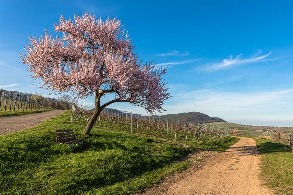 Mandelblüte bei Birkweiler, Aluminium-Wechselrahmen, Fotodruck auf hochwertigem Hahnemühle-Papier mit Passepartout, 70 x 50 cm, 130 €