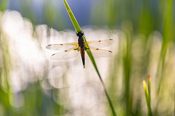 frisch geschlüpfte Vierflecklibelle