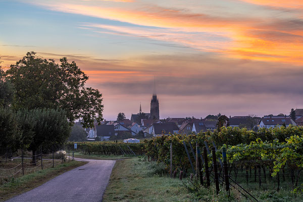 Nebelmorgen bei Edenkoben