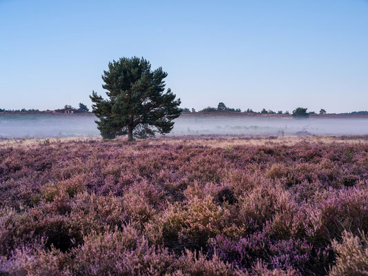 Nächtliche Mehlinger Heide im Mondlicht