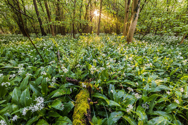 Bärlauchblüte im Queichtal