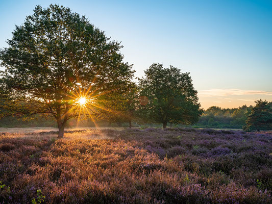 Sonnenaufgang in der Mehlinger Heide