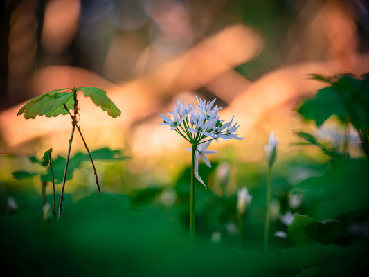 Bärlauchblüte bei Hördt