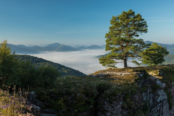 Blick aufs neblige Queichtal und die Annweilerer Burgen