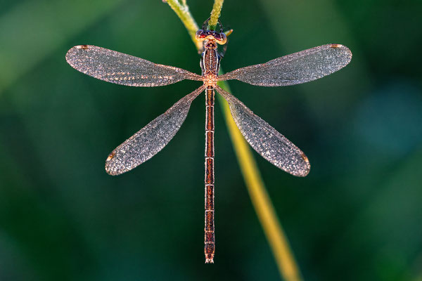 Libelle im Morgentau