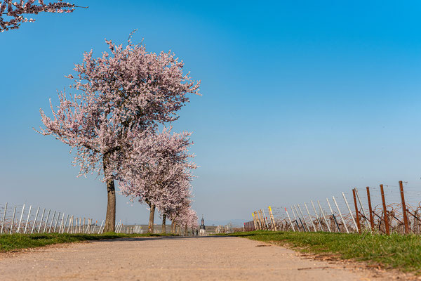 Mandelblüte in Kirchheim