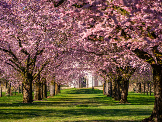 Kirschblüte im Schwetzinger Schlossgarten