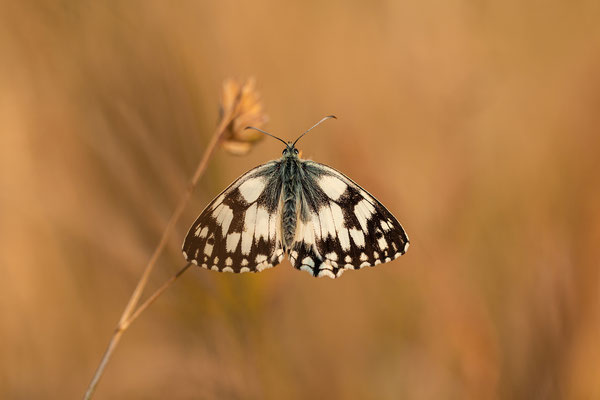 Schachbrettfalter